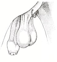 Guiche Piercing
