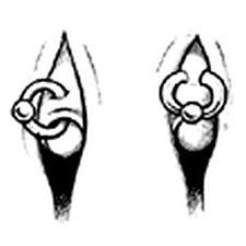 Klitoris Vorhaut