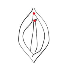 Klitoris Vorhaut vertikal