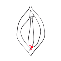 Intimpiercing Fourchette